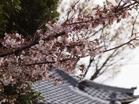 新城神社20120406_03r-1