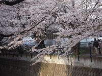 山口橋下流左岸㈪４月８日