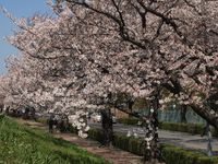 Sakura12.04.09-01