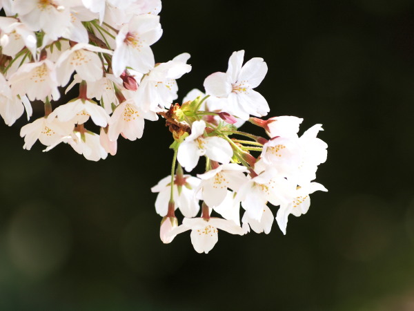 新城神社桜20120409_22ｒ