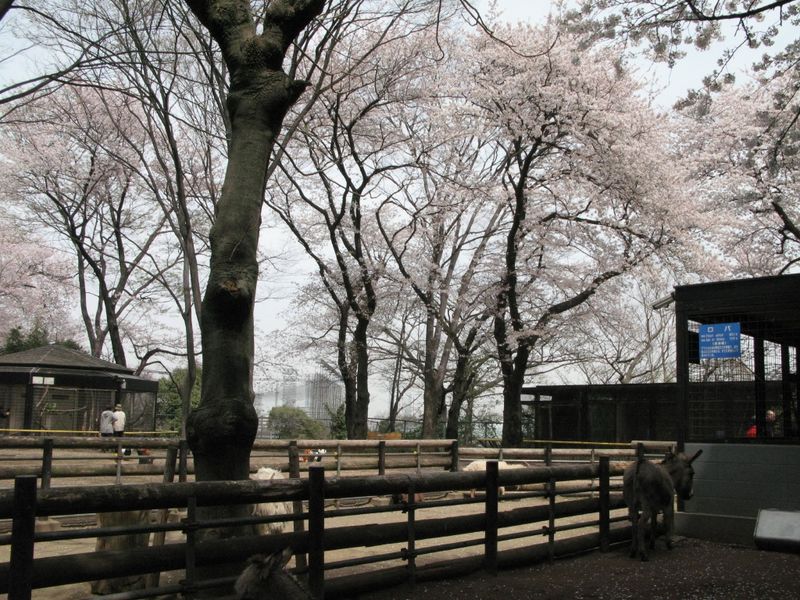 IMG_0070加瀬山・夢見ケ先公園・動物園_1