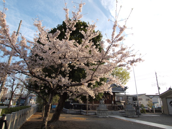 神社桜20120412_01r