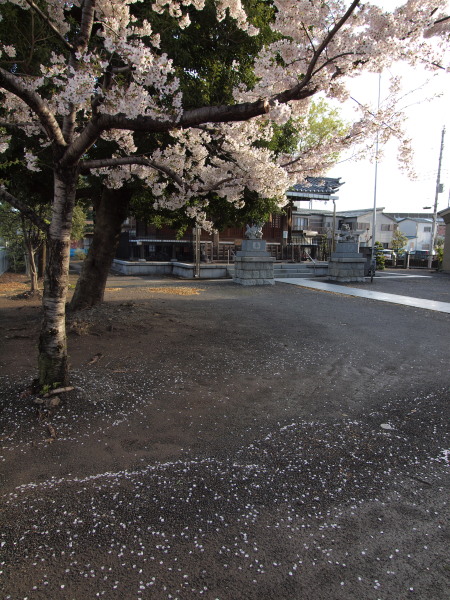 神社桜20120412_03r