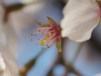 神社桜20120412_28ttr