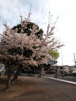 神社桜20120413_09r