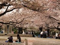 桜20120413_54ｒ