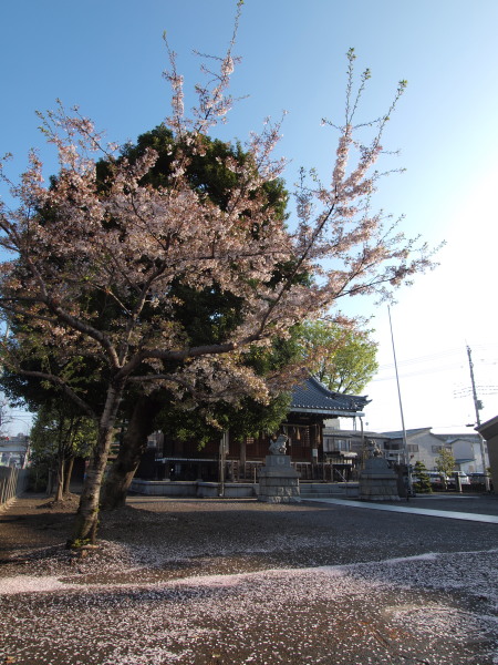 桜20120415_05r