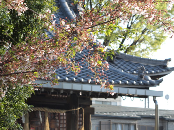 桜20120415_07r