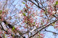 041501白山神社定点