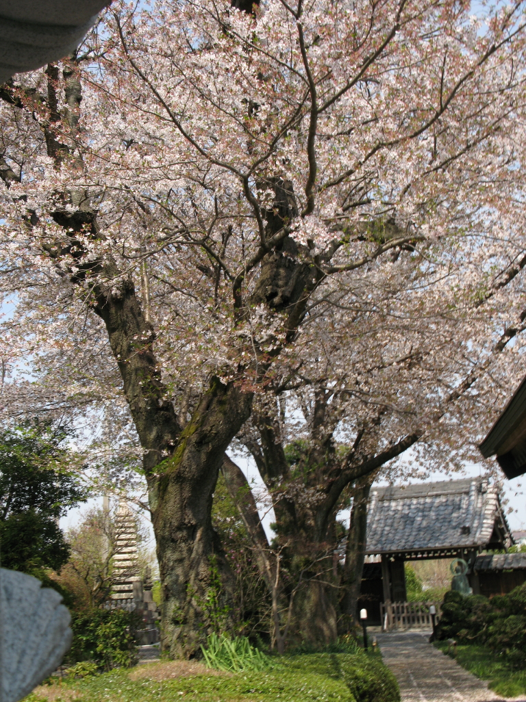 IMG_0010法雲寺_1