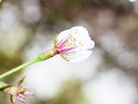 花びらが散り ひとひらの花びら 今日の桜12