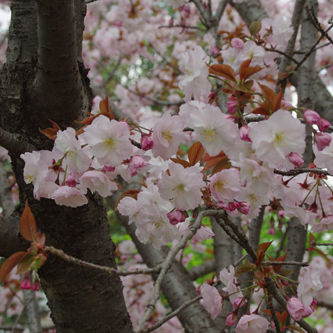 松前早咲041501