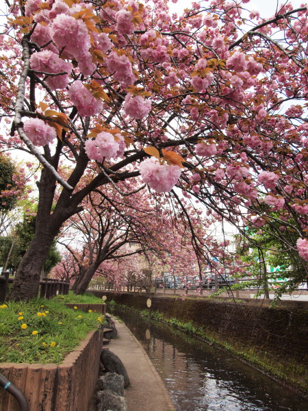 桜・二ヶ領用水20120418_123tr