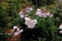 042106白山神社八重桜白