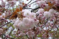 042107白山神社八重桜白