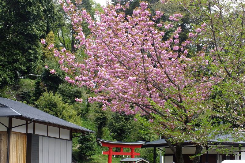 0425F007白山神社八重桜ピンク