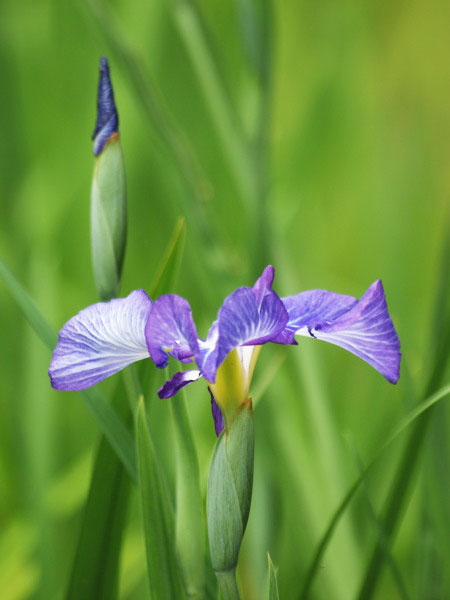 20120602ikutaryokuchi02