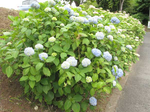 20120605jyokeiji04