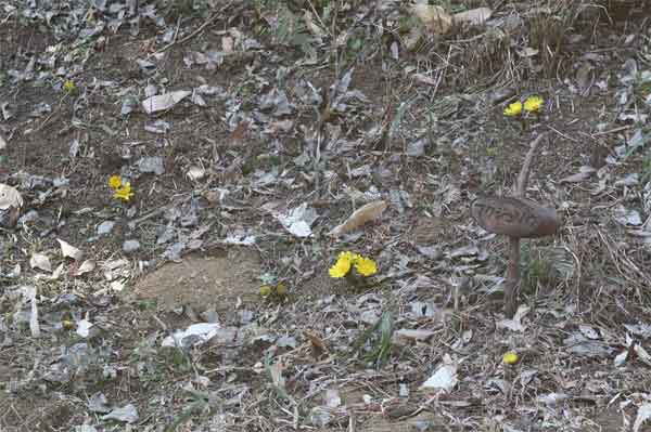 20120203higashitakane04