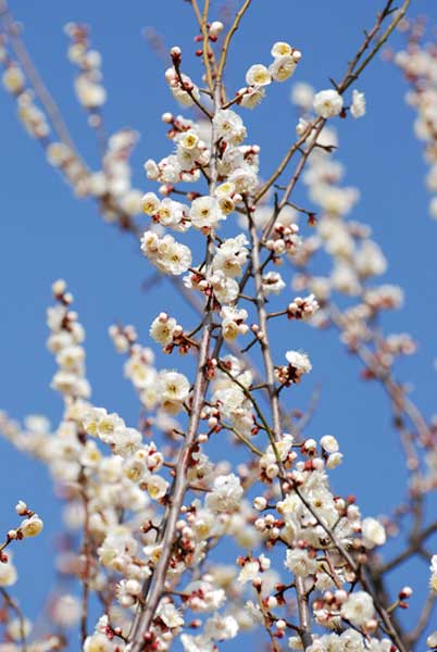 20120303todorokiryokuchi02