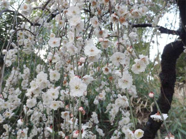 20120324kofukuji06