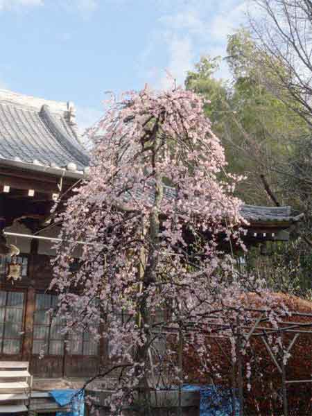 20120324kofukuji01