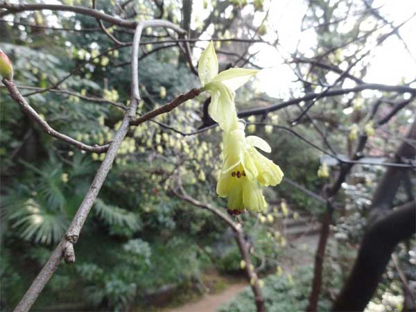 20120324kofukuji02