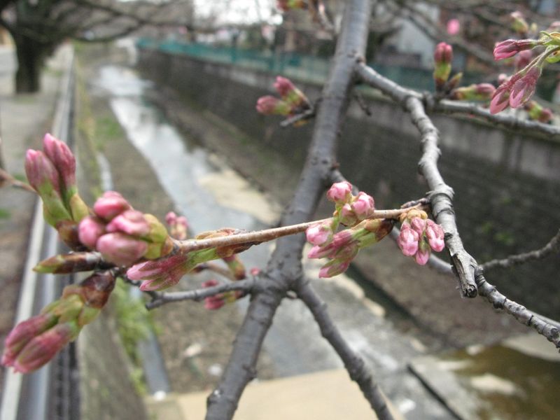 IMG_0009麻生川の桜_1