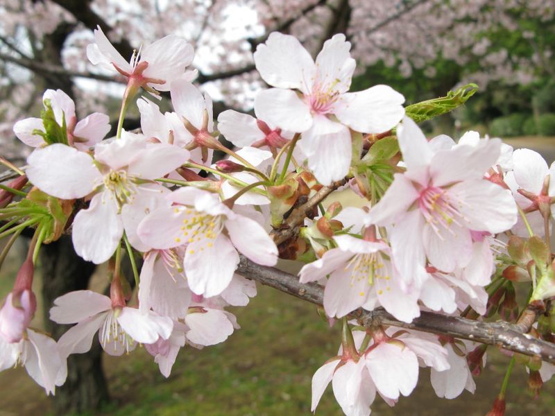 IMG_0044王禅寺ふるさと公園の玉縄桜_1