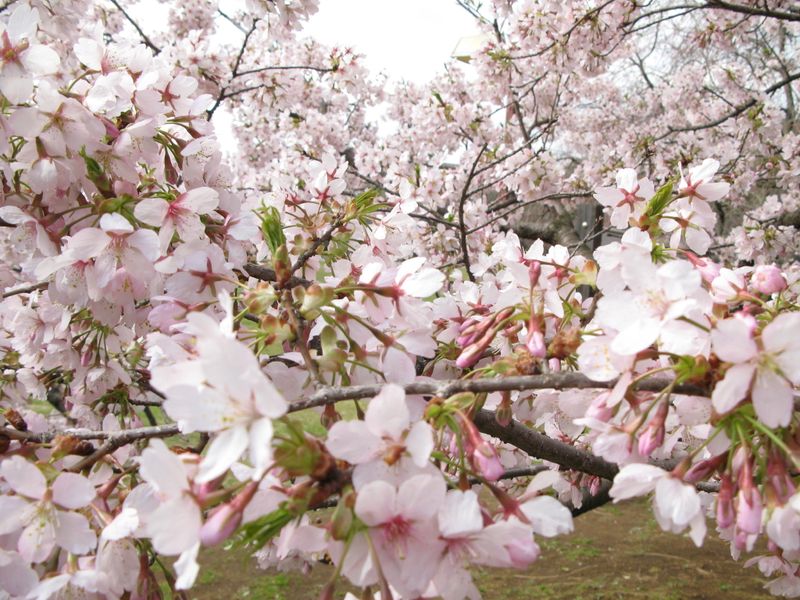 IMG_0045王禅寺ふるさと公園の玉縄桜_1