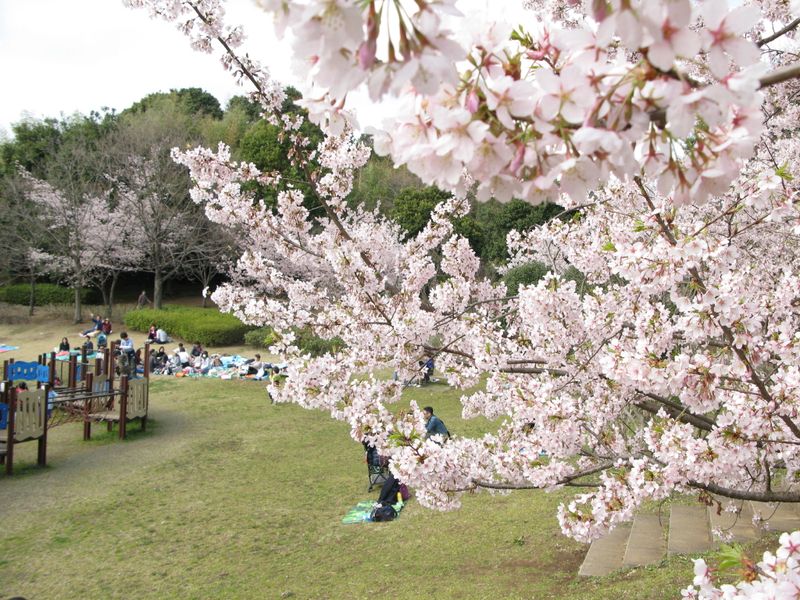 IMG_0049王禅寺ふるさと公園の玉縄桜_1