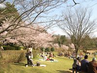 IMG_0054王禅寺ふるさと公園の玉縄桜_1