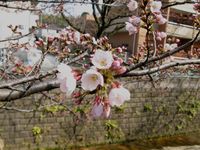 IMG_0014麻生川の桜_1