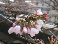 IMG_0040麻生川の桜_1