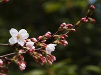 新城神社20120403_02r