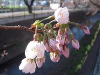 山口橋下流右岸４月４日