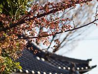 新城神社20120404_09ｒ