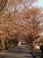 津田山20120404_95r