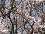 20120402asaogawa01
