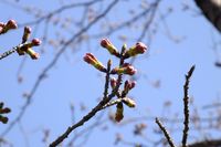 040401白山神社定点