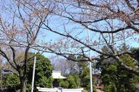 040403白山神社定点