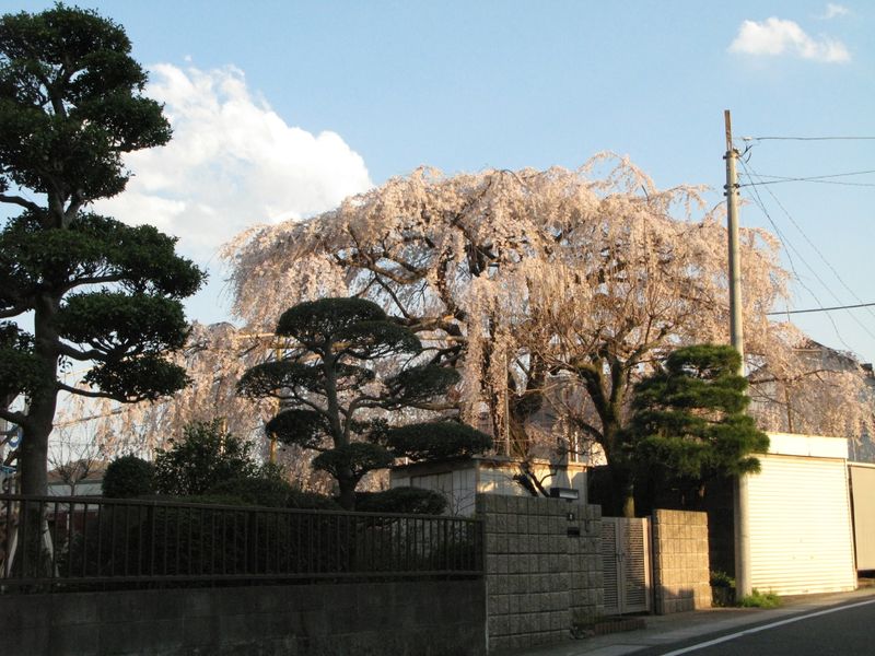 IMG_0093須賀神社のエドヒガン桜_1