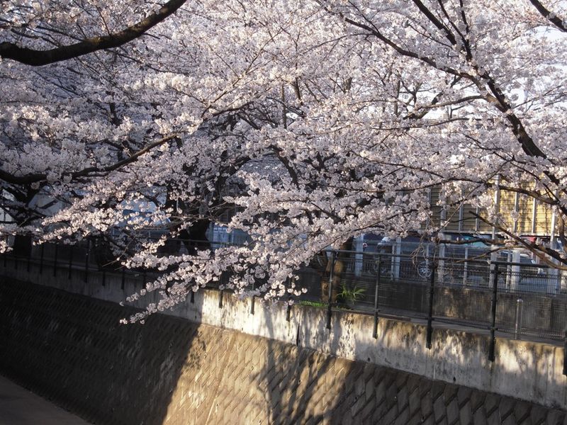 山口橋下流左岸４月９日