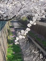 山口橋上流４月１０日