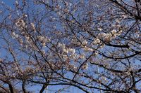 040702白山神社定点