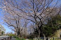 040706白山神社桜トンネル