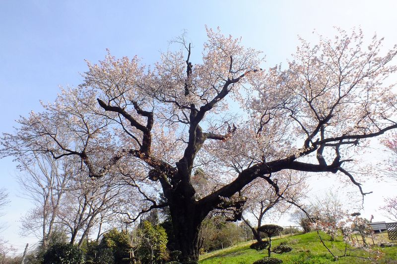 041006黒川樹齢400年の山桜