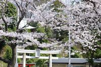 041002白山神社定点