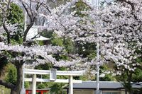 041002白山神社定点