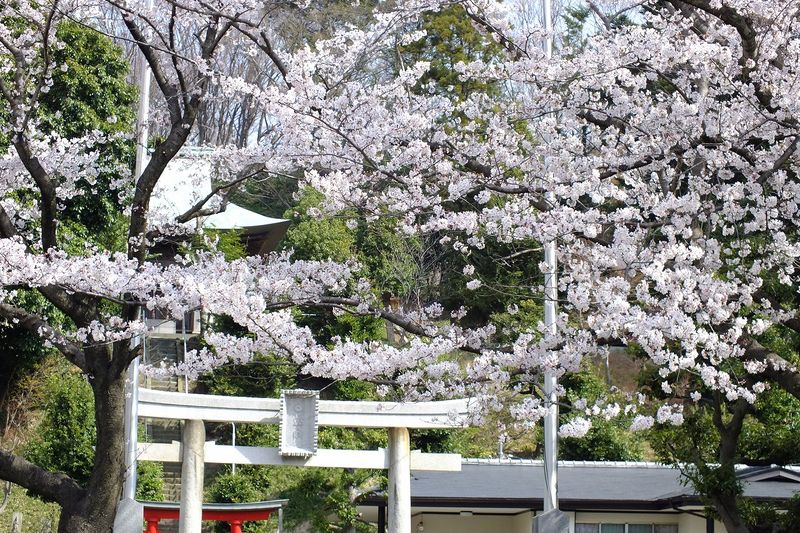 041002白山神社定点